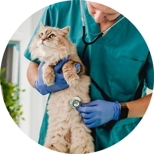Cat Stethoscope Abdomen Cat Stethoscope Abdomen