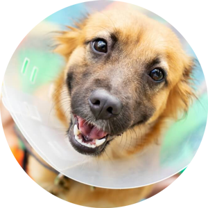 Dog In Cone Dog In Cone